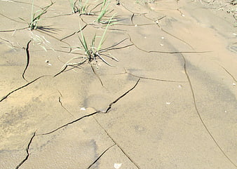 Cracked dry earth with resilient grass growing through fissures