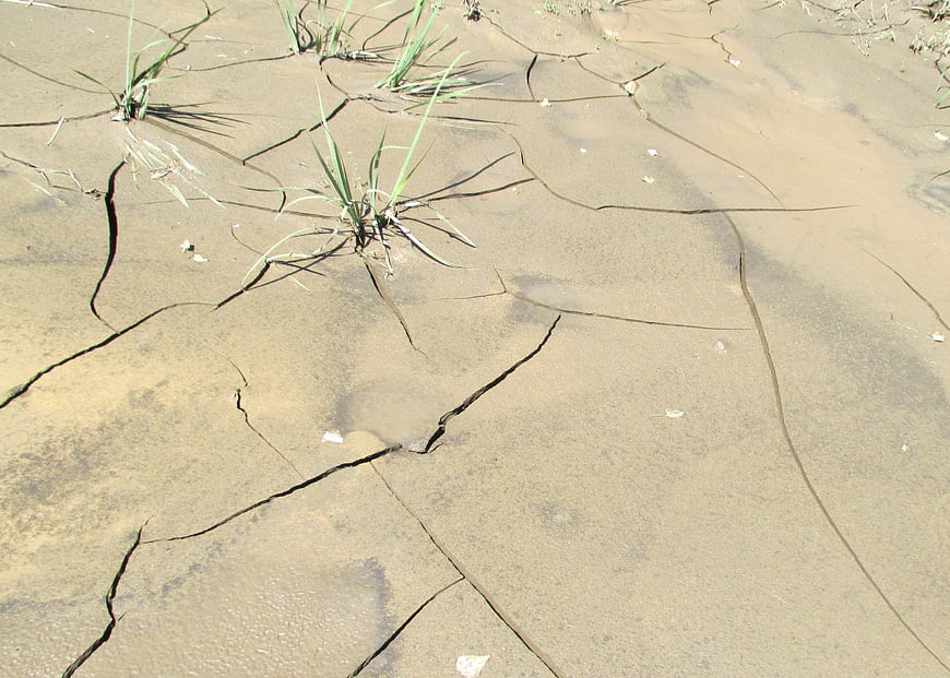 Cracked dry earth with resilient grass growing through fissures
