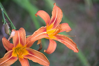 Close-up of orange daylilies with water droplets on petals