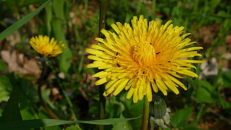 Close-up of a bright yellow dandelion flower in a meadow