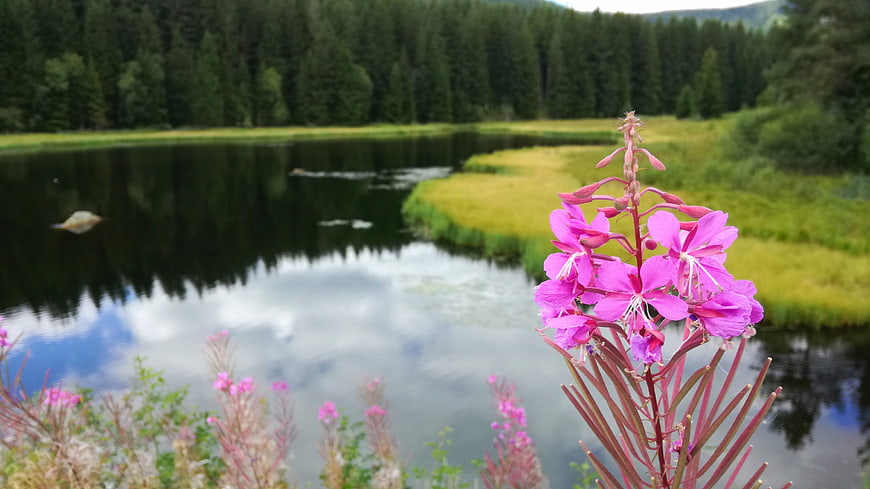 Pink Fireweed Flower by a Serene Mountain Lake