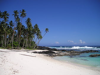 Tropical Beach with Palm Trees and Turquoise Ocean