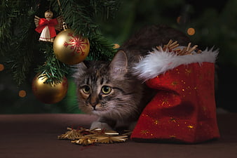 Tabby Cat Emerging from Christmas Stocking Under Tree