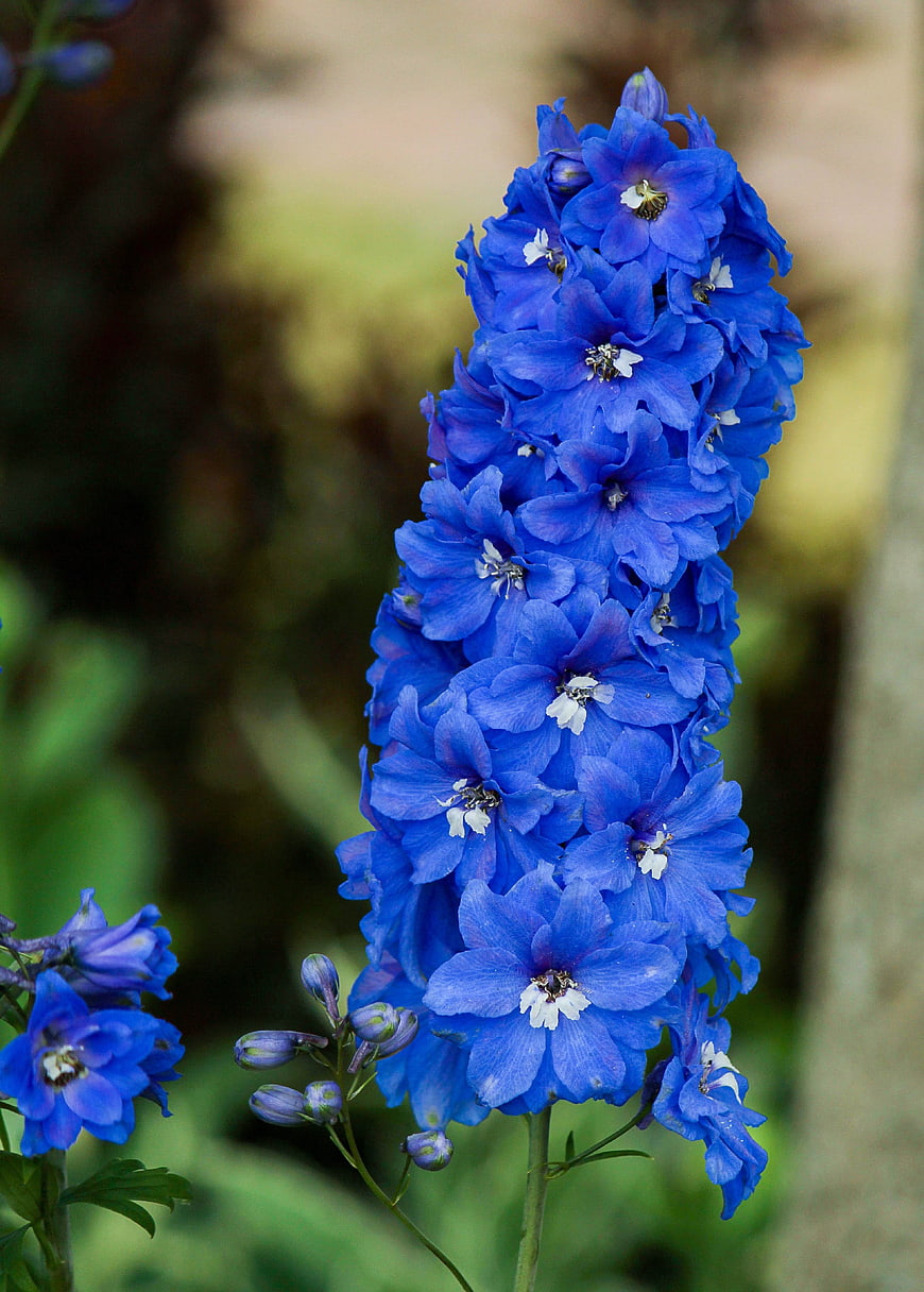 Vibrant Blue Delphinium Flower Spike in Garden