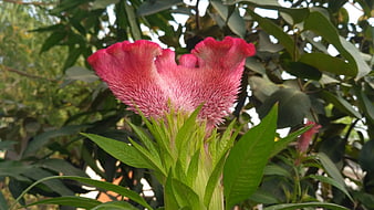 Vibrant Pink Cockscomb Flower in Natural Garden Setting