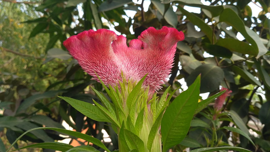 Vibrant Pink Cockscomb Flower in Natural Garden Setting