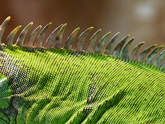 Close-up of Green Iguana Scales and Spines
