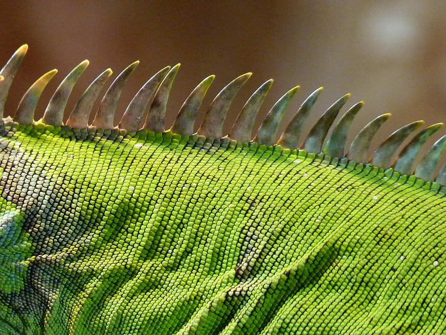 Close-up of Green Iguana Scales and Spines