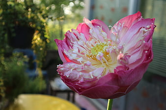 Close-up of a vibrant pink lotus flower in bloom