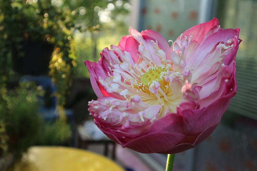Close-up of a vibrant pink lotus flower in bloom