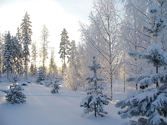 Snowy Winter Forest Landscape With Pine Trees And Frost