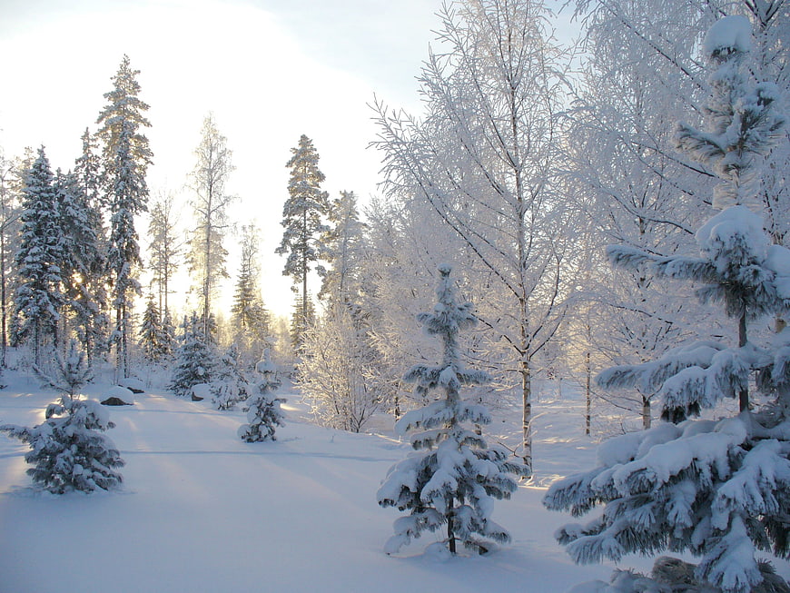 Snowy Winter Forest Landscape With Pine Trees And Frost