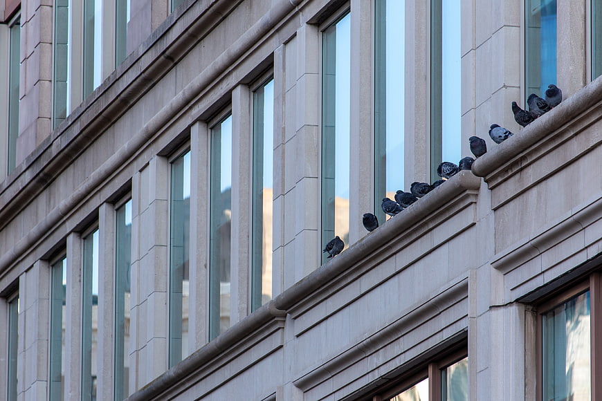 Pigeons perched on a modern building ledge