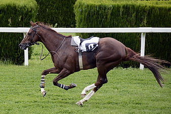Riderless brown racehorse galloping on grass track