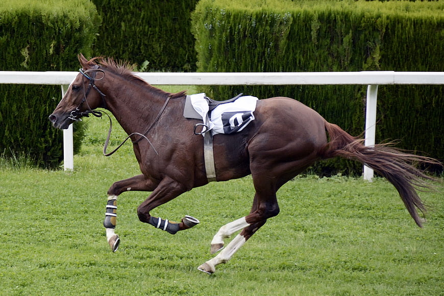 Riderless brown racehorse galloping on grass track