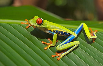 Red-Eyed Tree Frog on Green Tropical Leaf