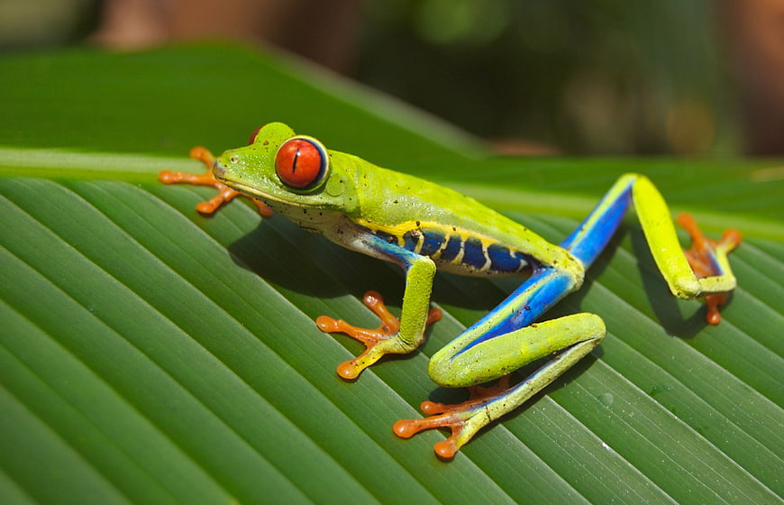 Red-Eyed Tree Frog on Green Tropical Leaf