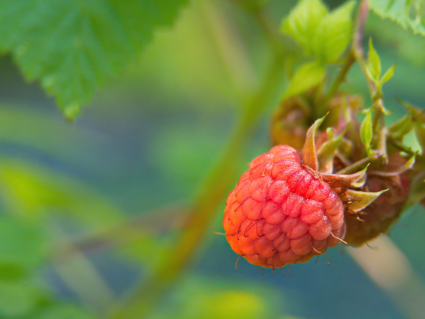 Close-up of a ripening raspberry on a bush