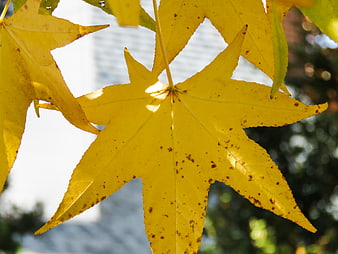 Close-up of yellow autumn maple leaf with brown spots