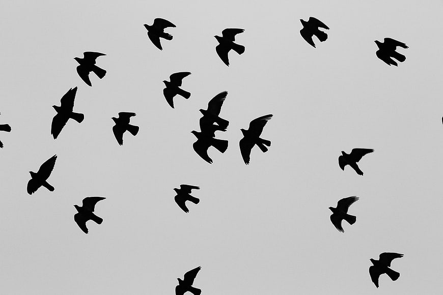 Silhouettes of a flock of birds flying against a gray sky