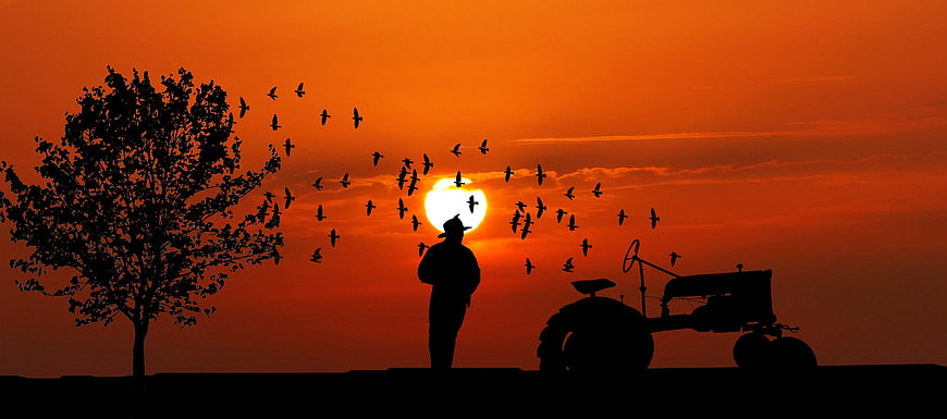Silhouette of farmer and tractor in field at sunset with birds