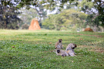 Vervet monkeys resting on green grass in nature