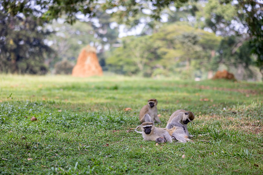 Vervet monkeys resting on green grass in nature