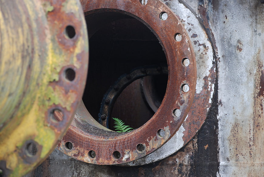 Rusty industrial pipe flange with small green fern growing inside