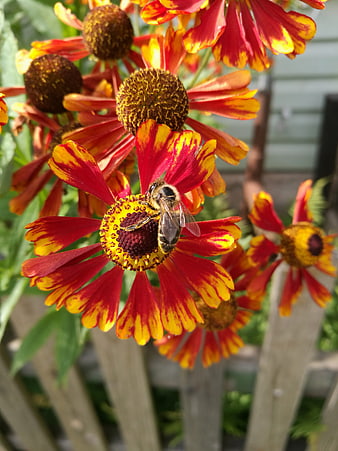 Honeybee Pollinating Red and Yellow Gaillardia Flower