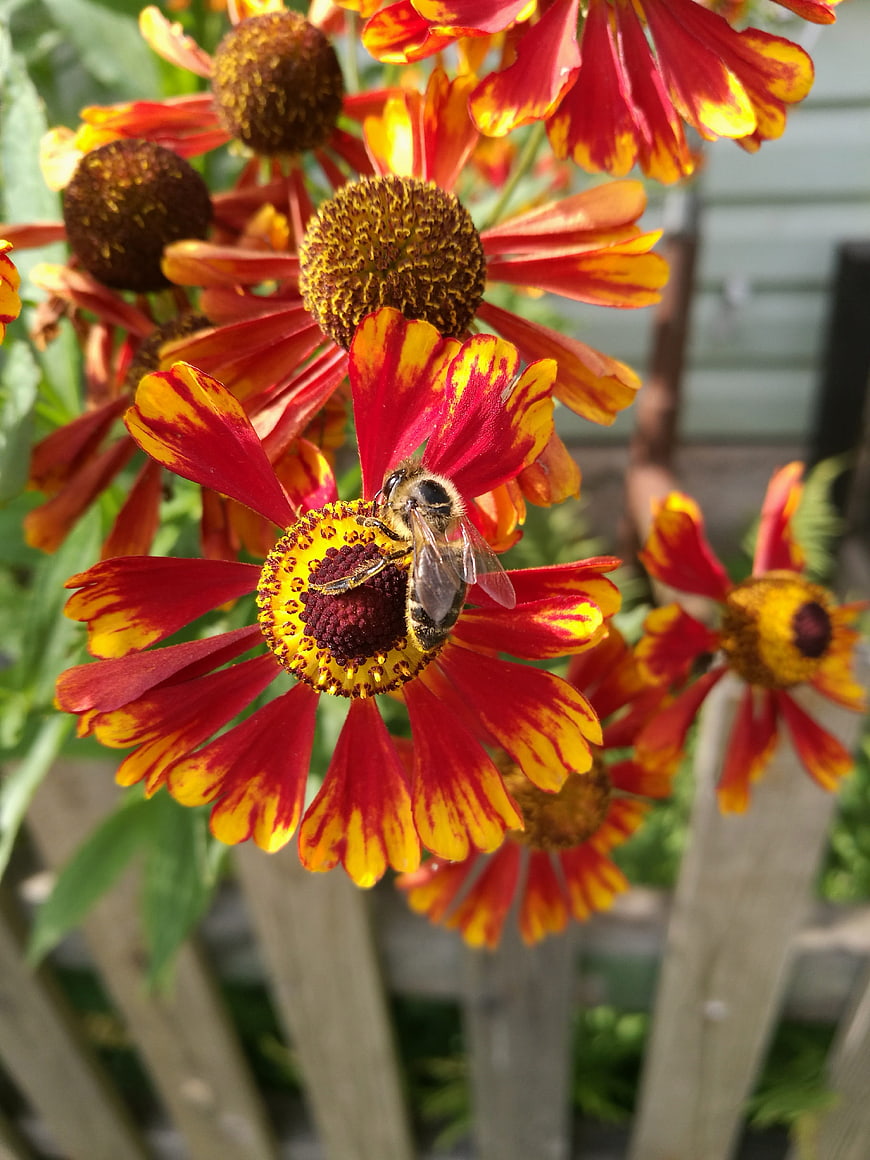 Honeybee Pollinating Red and Yellow Gaillardia Flower