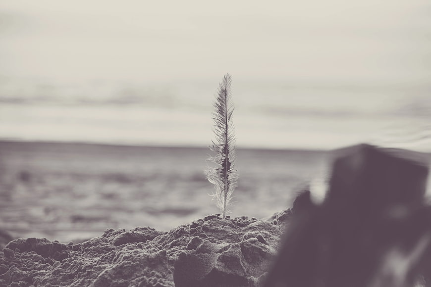 Lone Feather Stuck in Sandy Soil on Beach