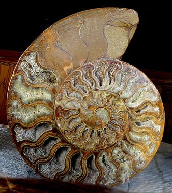 Detailed Ammonite Fossil Spiral Shell on Wooden Surface
