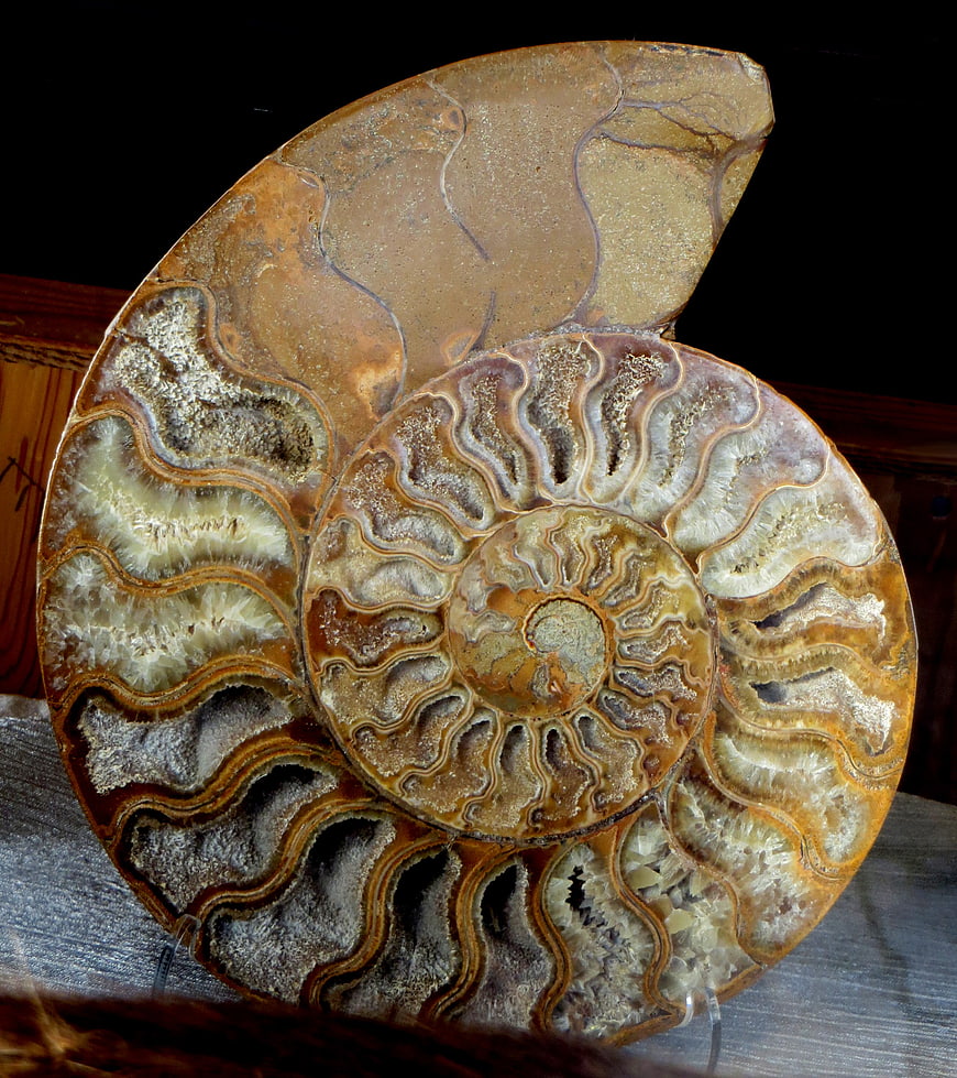 Detailed Ammonite Fossil Spiral Shell on Wooden Surface
