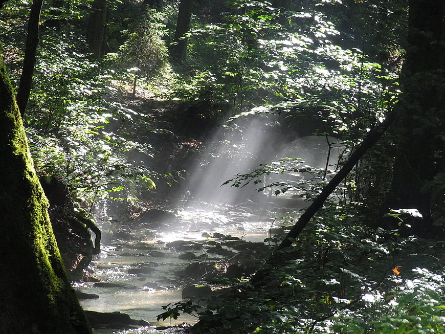 Sunbeams shining through misty forest stream
