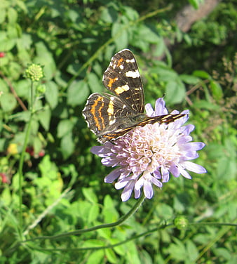 Red Admiral Butterfly on Scabious Flower in Garden