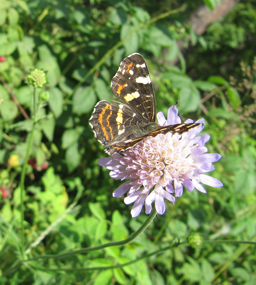 Red Admiral Butterfly on Scabious Flower in Garden