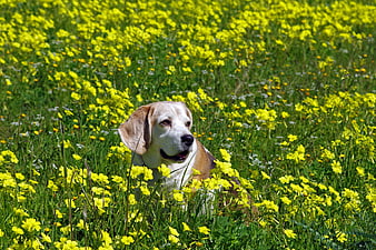 Beagle Dog Sitting in Yellow Wildflower Field