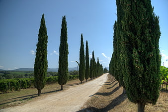 Tuscan cypress tree-lined road with vineyard