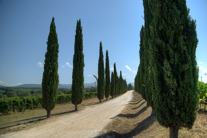Tuscan cypress tree-lined road with vineyard