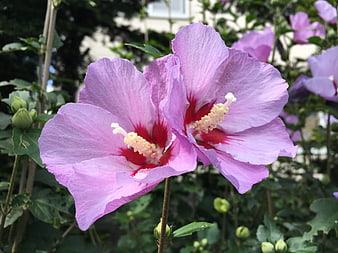 Two Pink Hibiscus Flowers Blooming In Garden