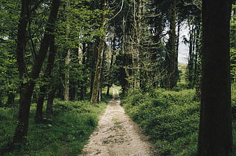 Dirt path winding through lush green forest