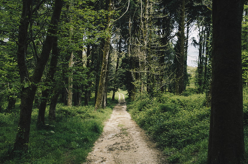 Dirt path winding through lush green forest