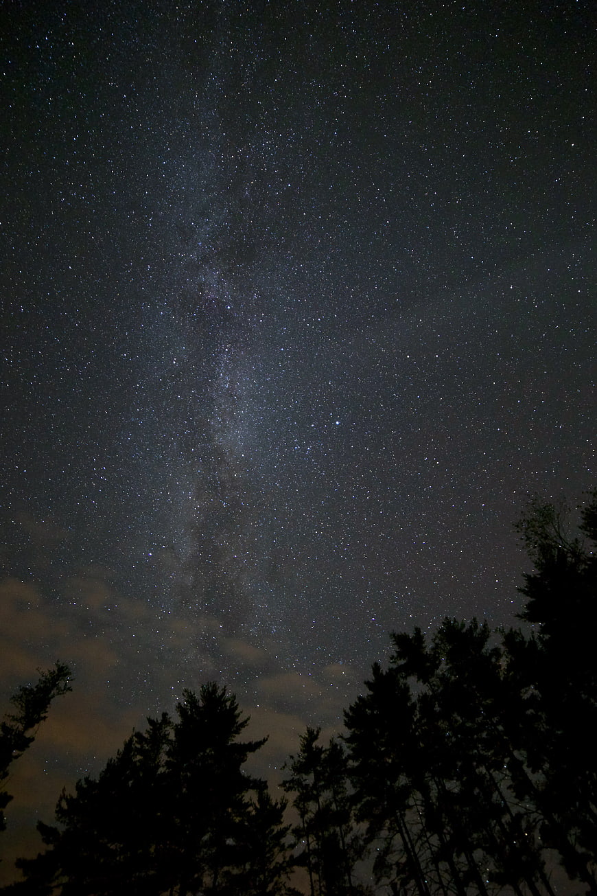 Milky Way Galaxy Over Silhouetted Pine Trees at Night