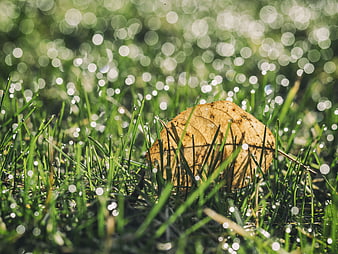 Dried autumn leaf in dewy green grass with bokeh background