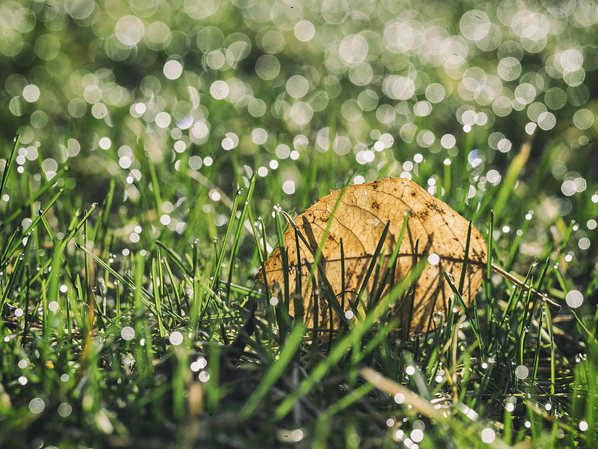 Dried autumn leaf in dewy green grass with bokeh background