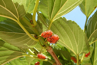 Close-up of ripening red mulberries on a green leafy branch