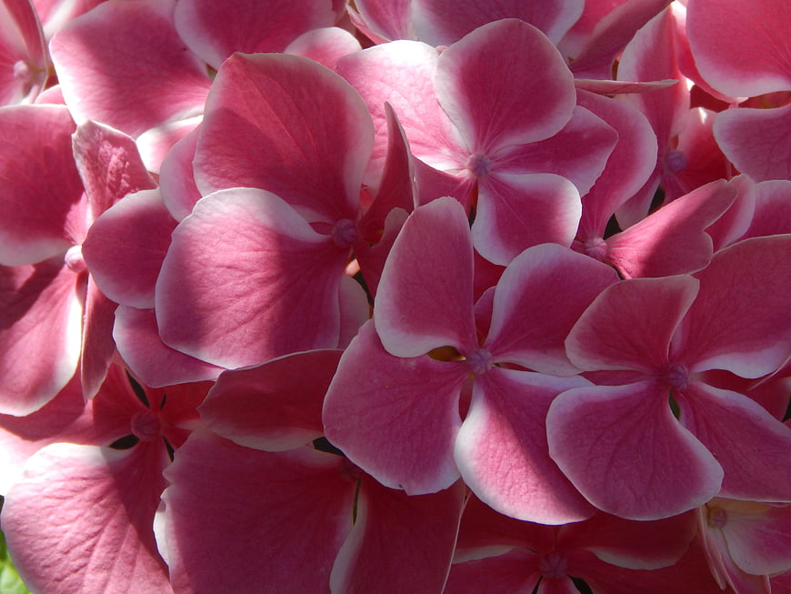 Close-up of vibrant pink and white hydrangea petals