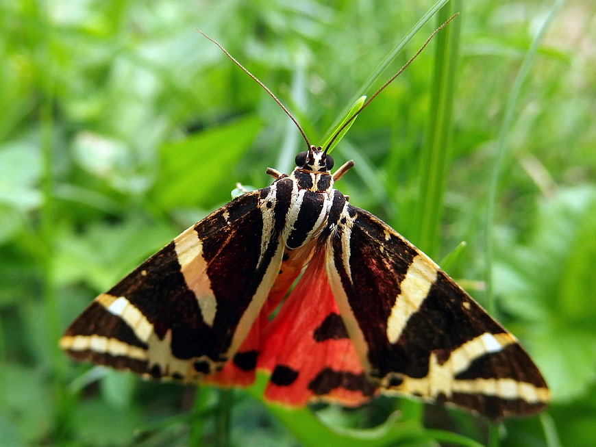 Close-up of a Red Underwing Moth on Green Grass