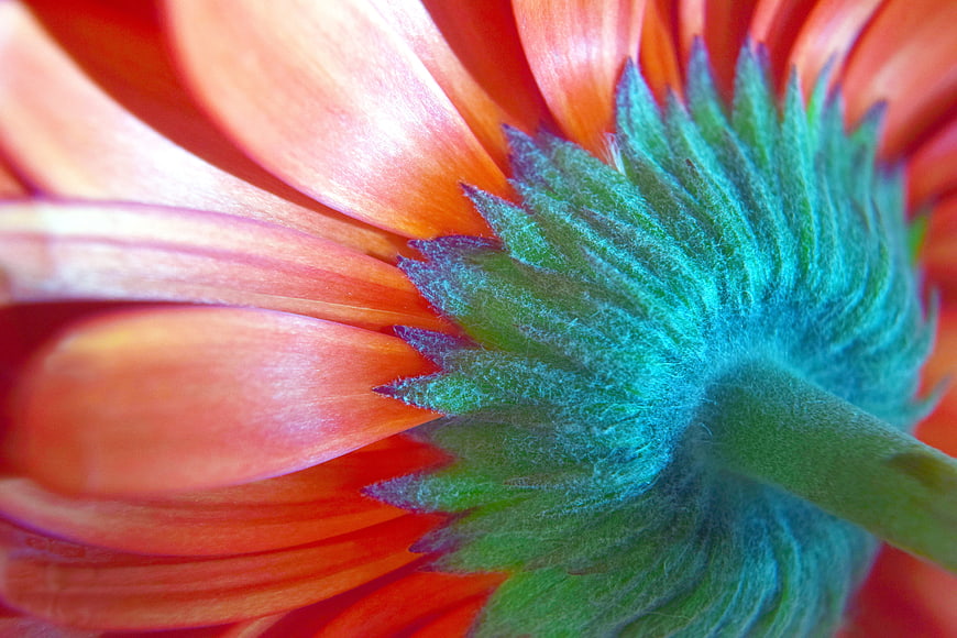 Macro photography of orange gerbera daisy petals and green sepals
