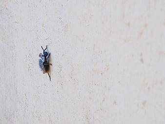 Blue beetle crawling on textured white wall surface